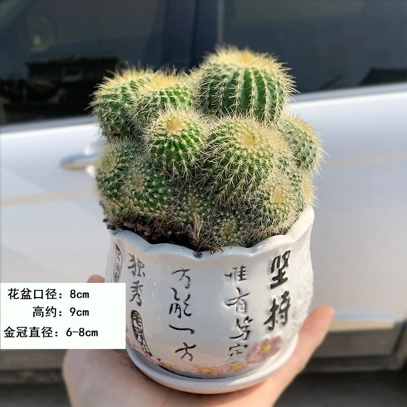 群生防辐射仙人球盆栽室内多肉植物办公室桌面耐旱绿植好养仙人掌