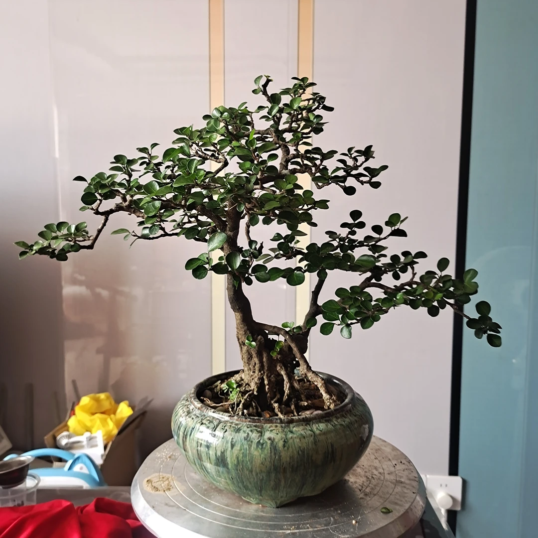 迎客松盆景花卉室内外四季常青耐寒可地栽盆栽植物