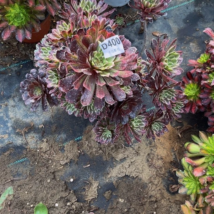 400粉墨多肉法师不包断枝