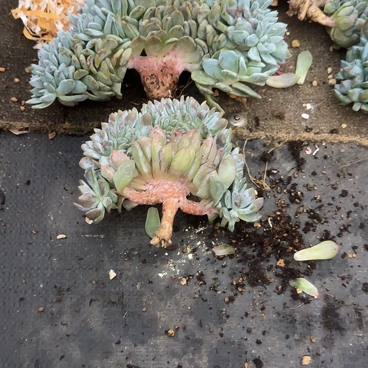 云***飘多肉植物一物一拍