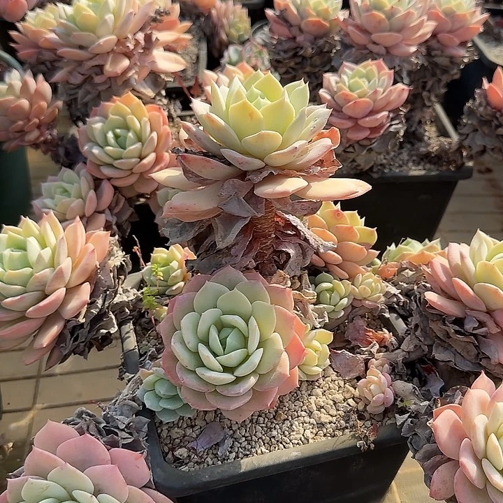 恋曲一物一拍的一