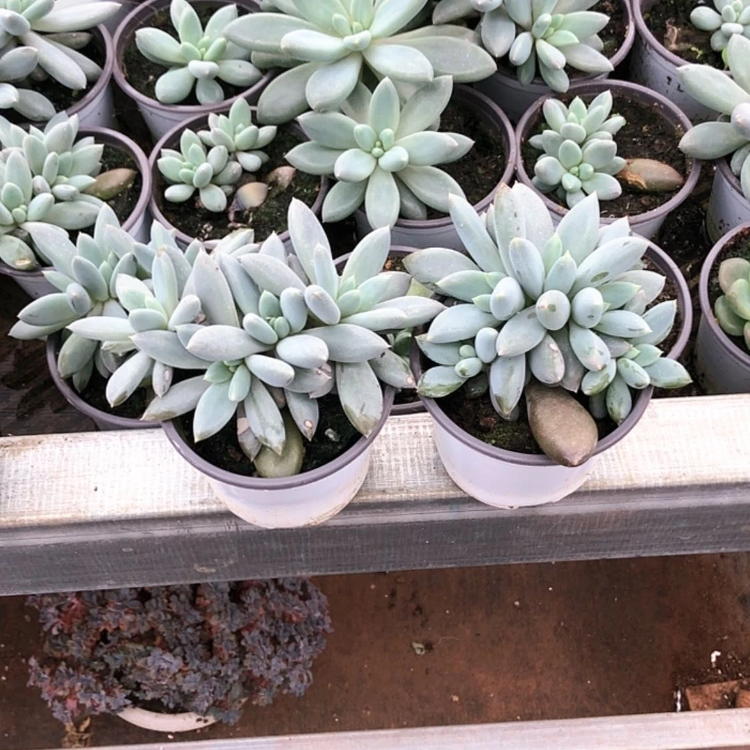 【闪购商品】哥特萝莉2棵