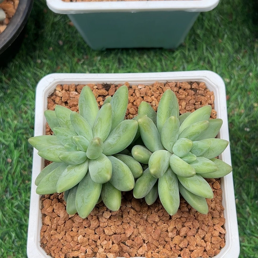 阿蒂斯托，双头一物一拍