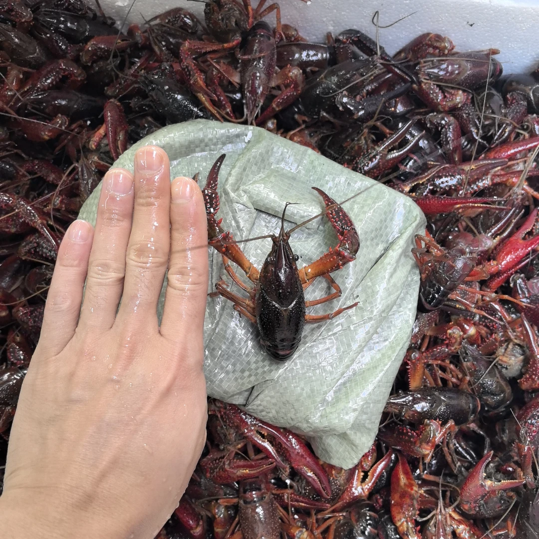 要杀备注，不备注默认活送 500g中青3456 大红6789