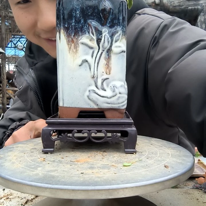 百*小盆景小植物一物一拍177