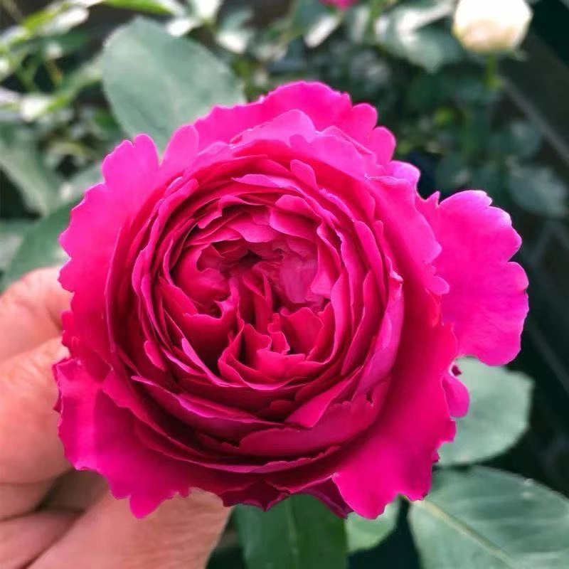 伊芙芳香花园 大花月季花灌木切花月季花苗阳台盆栽植物