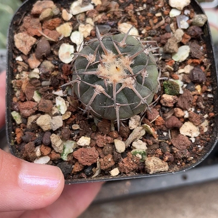 067平丸仙人球植物2cm左右