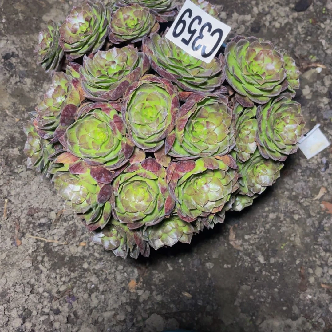 黑魔法师16///////47包邮