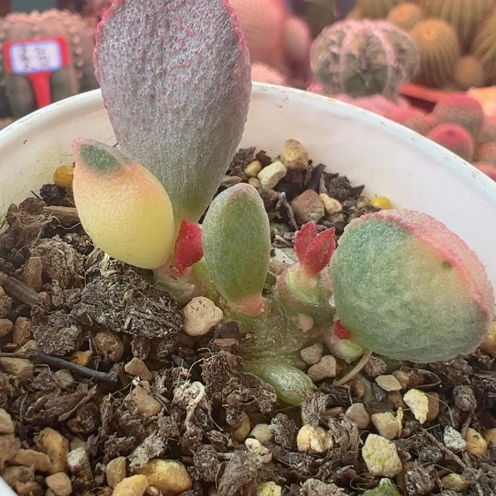 精品多肉植物一一贵货