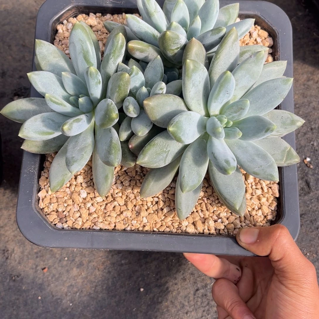 孤****）多肉植物多肉植物