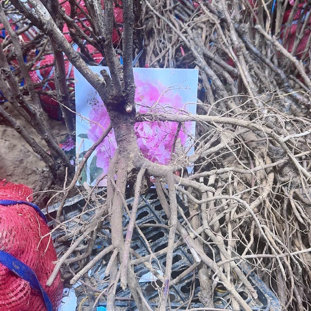 无花朵1颗受暗红11111111111