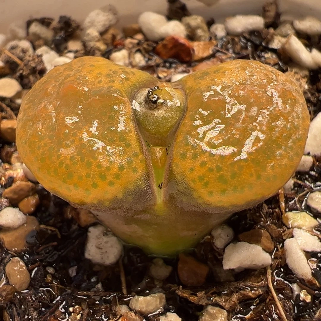 鱼子酱风铃带盆多肉