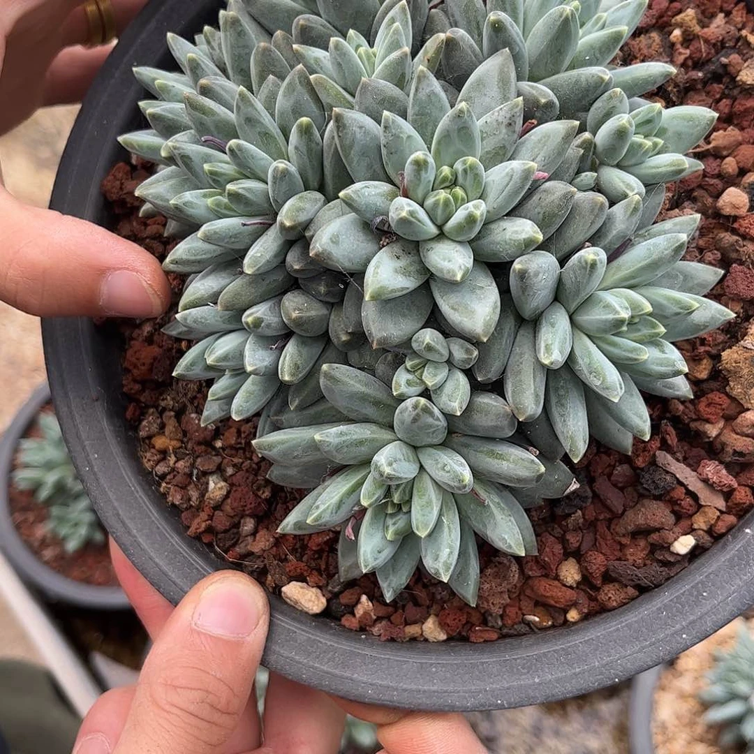 米莉菲00000000000