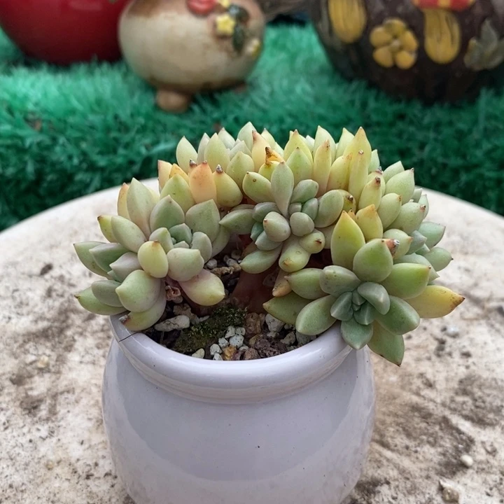 璀璨缀化带盆土多肉