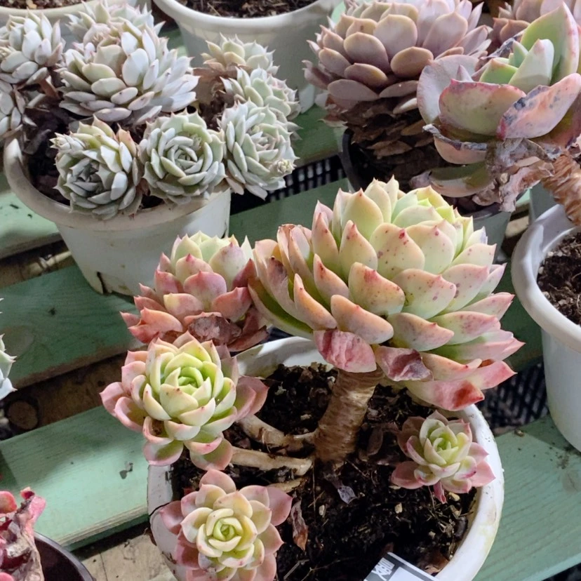 【闪购商品】哈密瓜02207