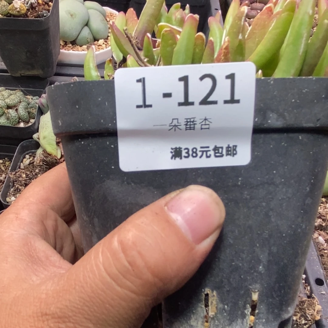王****的56666555866665566555856