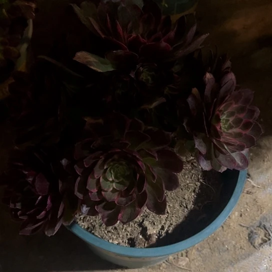 莲花座18精品法师多肉