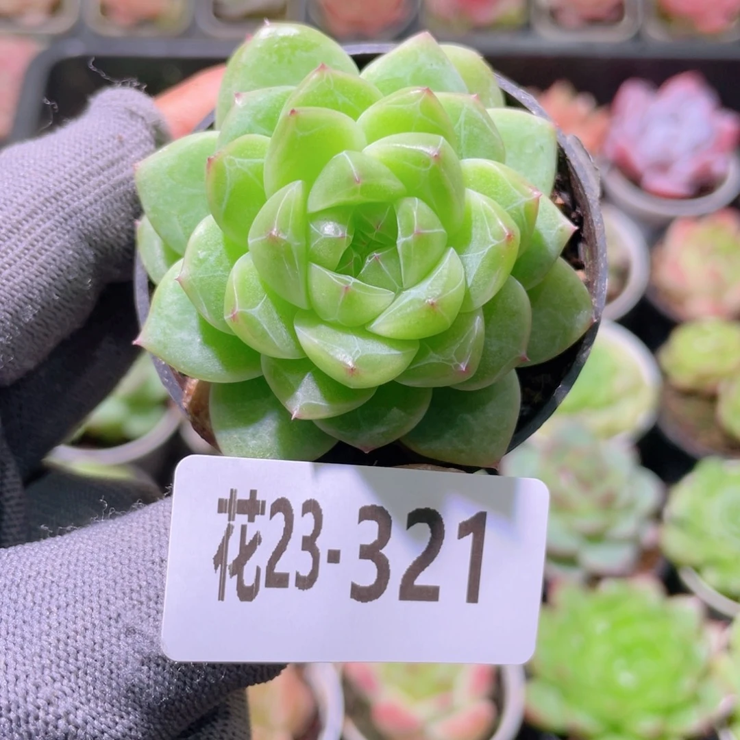 花利美23-321珍妮青润