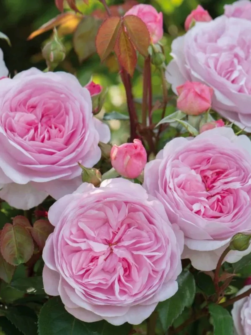 藤本月季大苗粉伍德爬藤花卉四季开花适合庭院鲜花花卉绿植盆栽