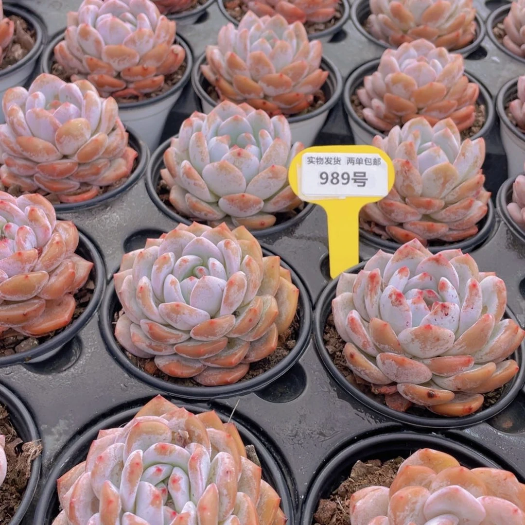 989号 开播福利果冻韩版仙女橙大单头3个