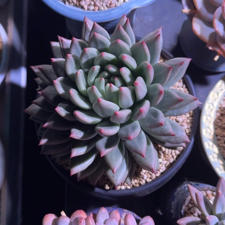 克里斯朵 单头 一物一拍