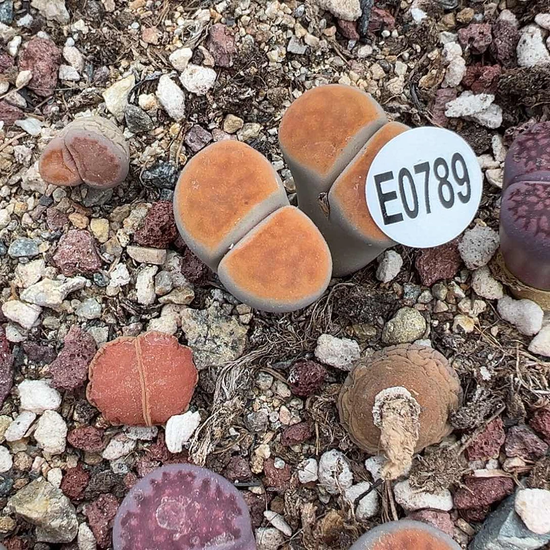 789冰橙福利111111111111