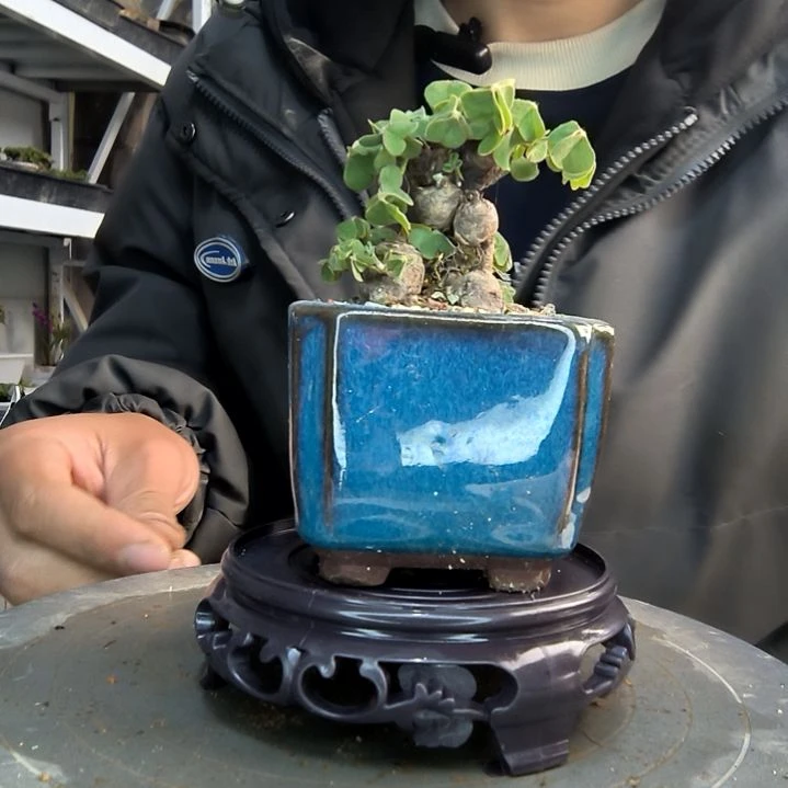 拌**壹小盆景小植物一物一拍77