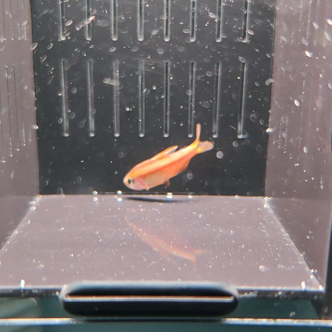 灯科鱼精选超级黄魔鬼