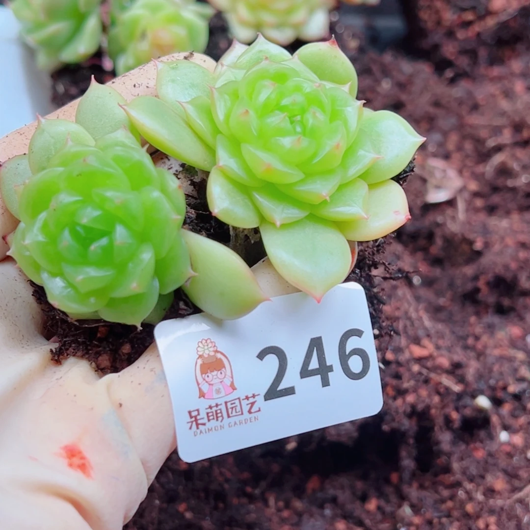 多肉植物多肉植物