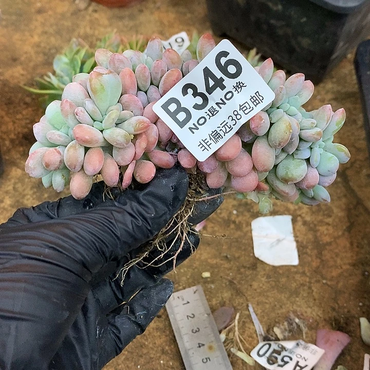 云***妹粉兔缀化346 需延迟发货