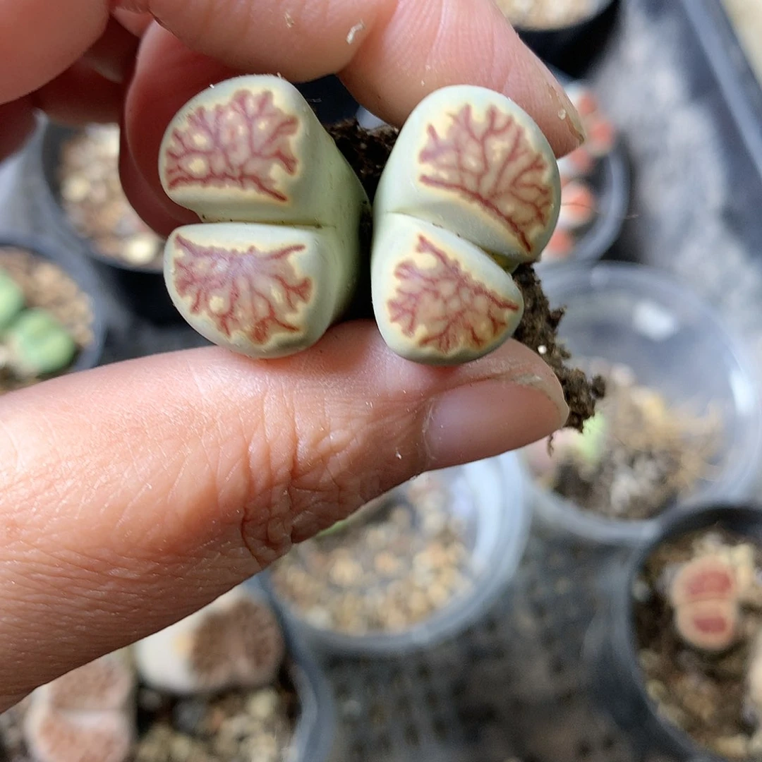 K348多肉植物保护