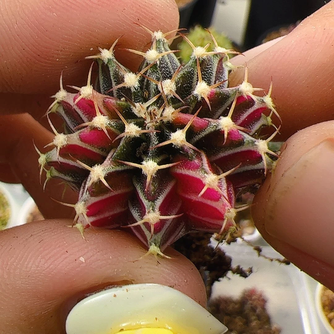 大部分开放少量花苞653