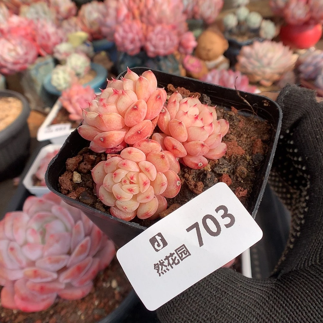 703白胖多肉植物6666