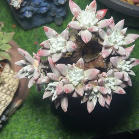 P*Z谢谢姐姐～原始种7507