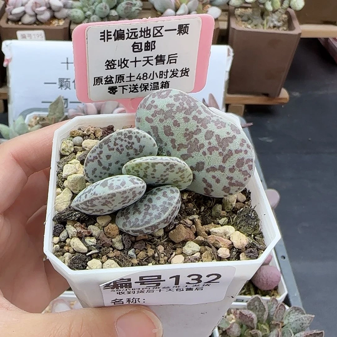 132巨型花蛋多肉