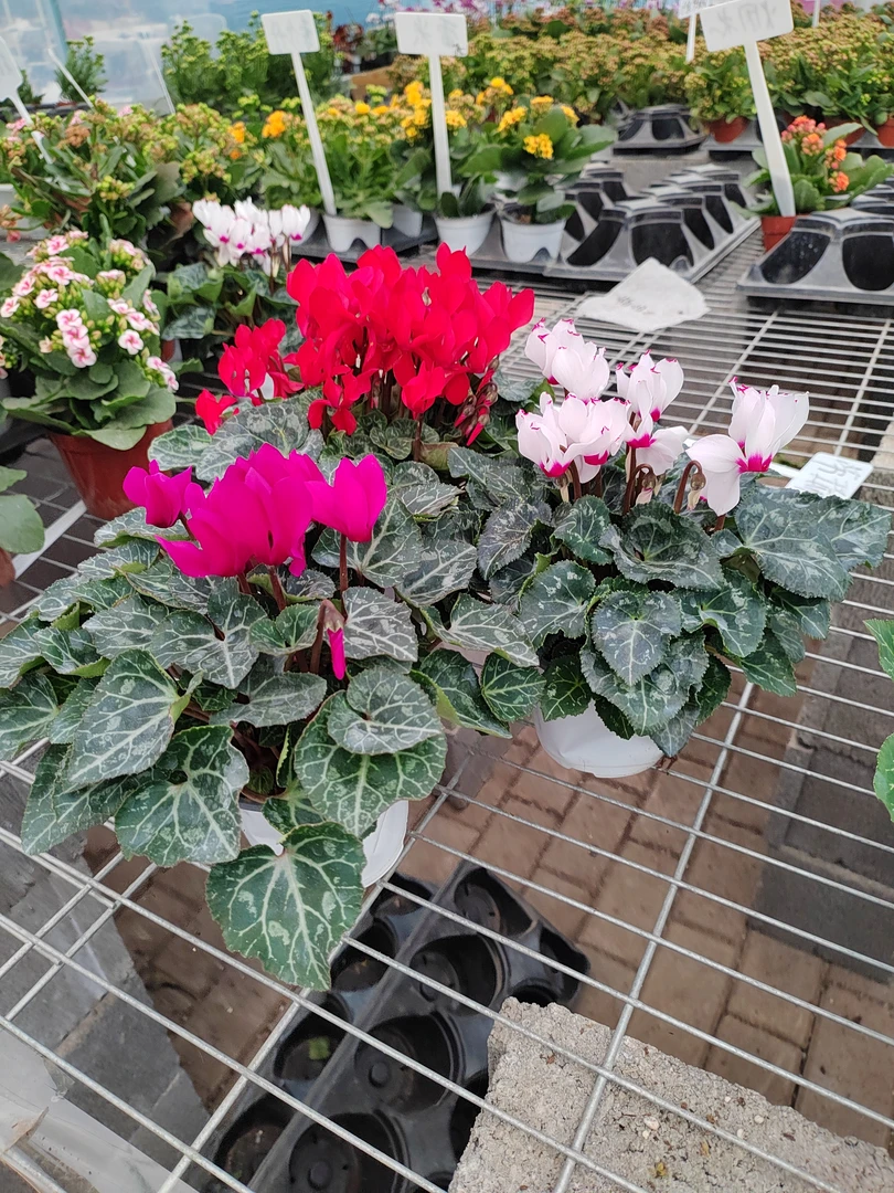 迷你仙客来12厘米盆径，任选3个品种福利款