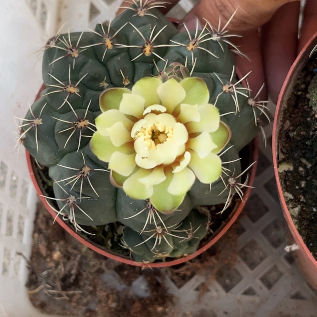 花***语实生绯花玉仙人球1
