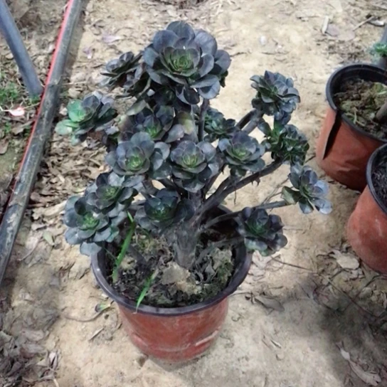 灰圆叶小朵朵多肉植物24