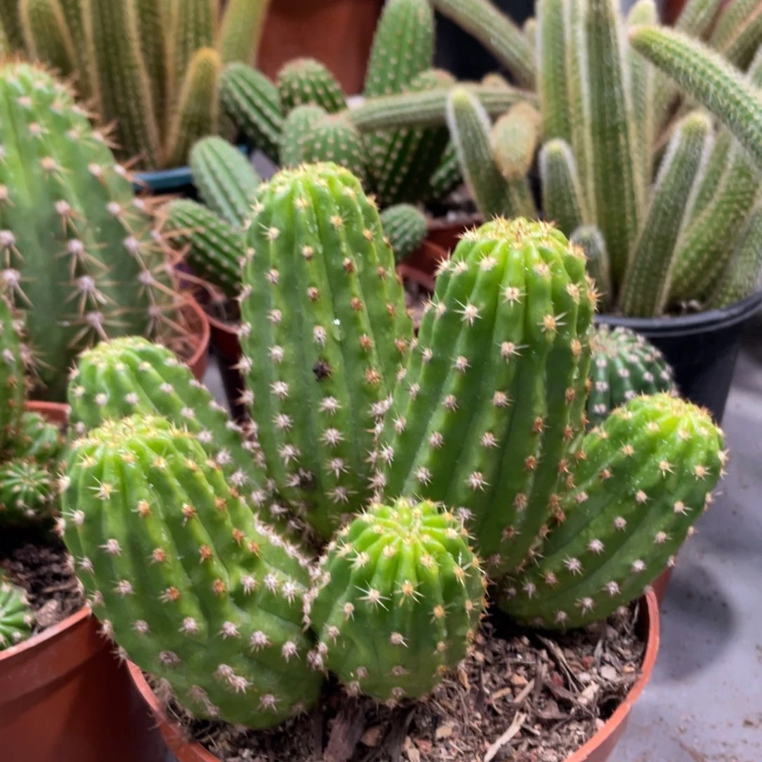 群生多头光阴一物一拍1