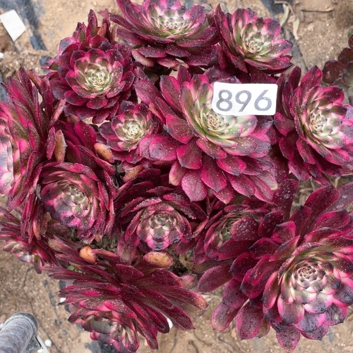 896多肉植物红金刚