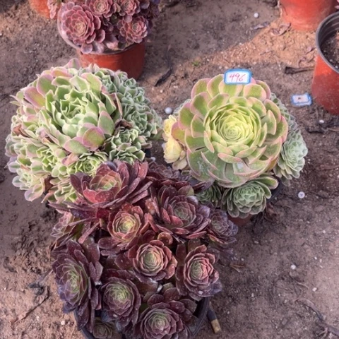 496多肉植物组合，