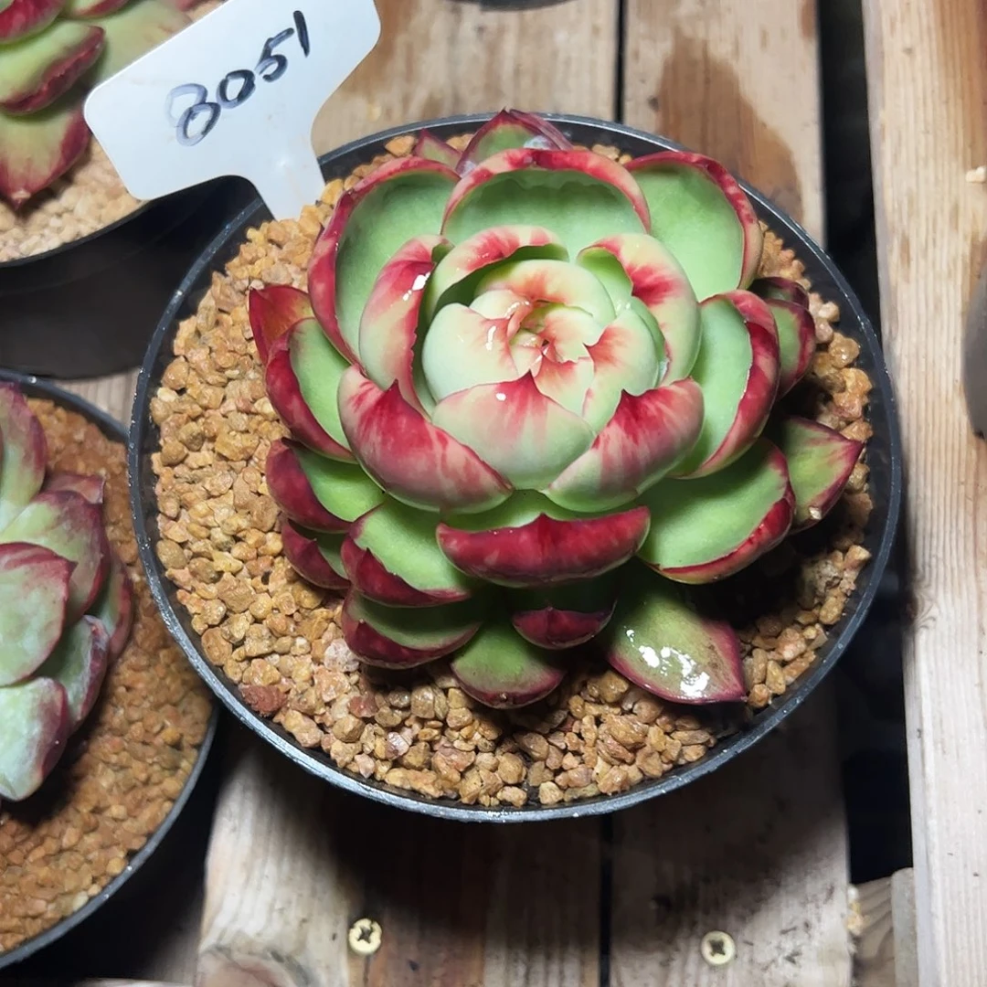 咕***丶惊鸿仙子一物一拍8051号