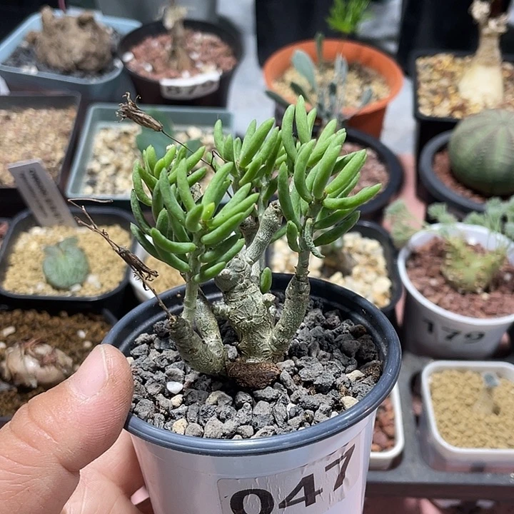 047诱惑奇峰锦块根