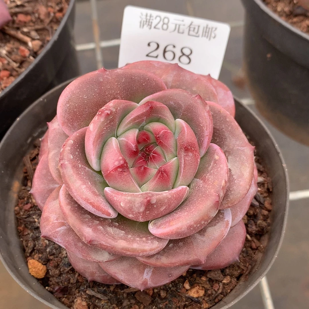 【闪购商品】云268号Q橙7厘米