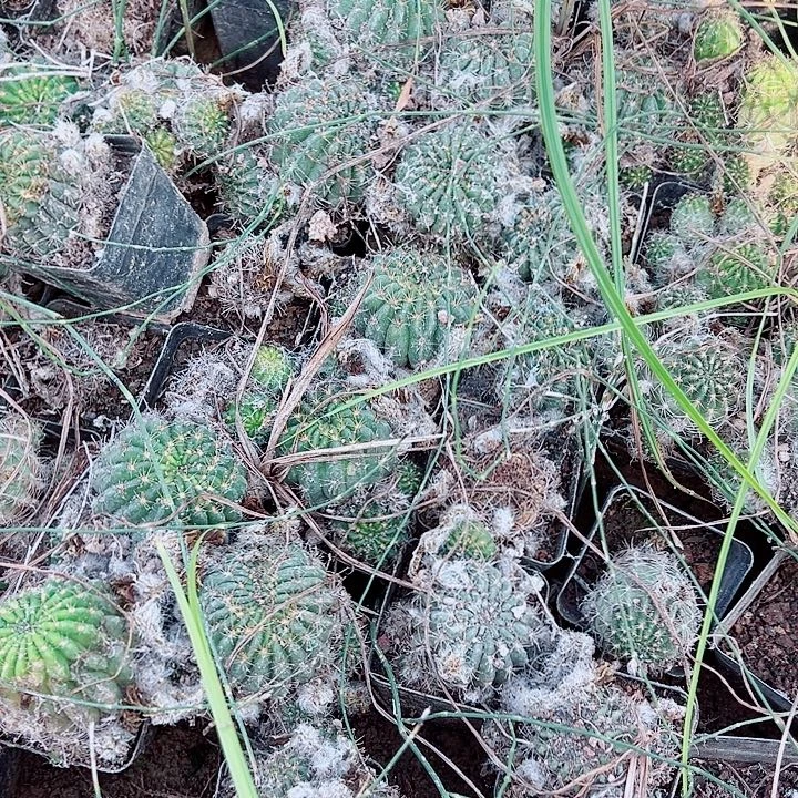 丽花组合带根六个花色 微瑕疵