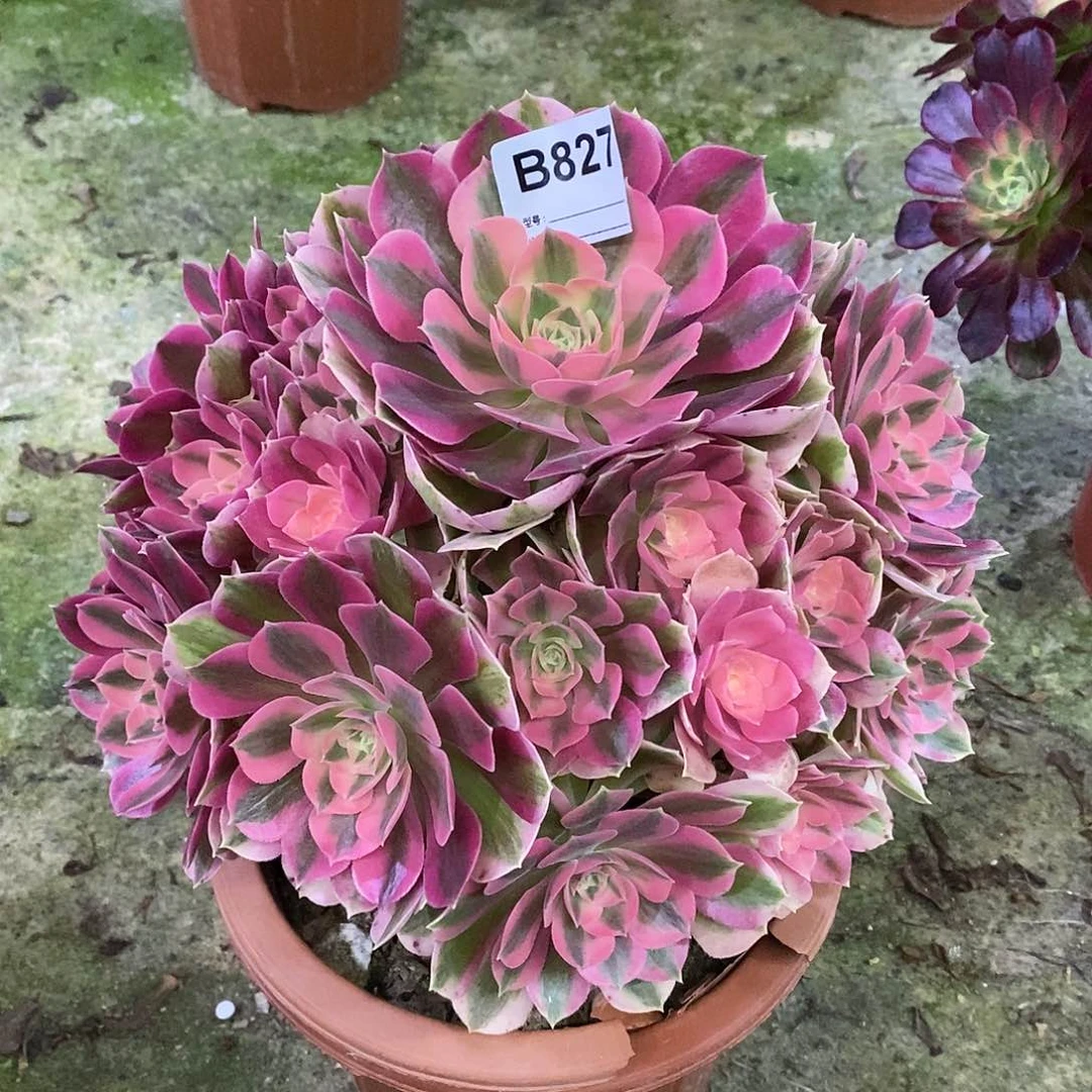 女巫多肉植物827