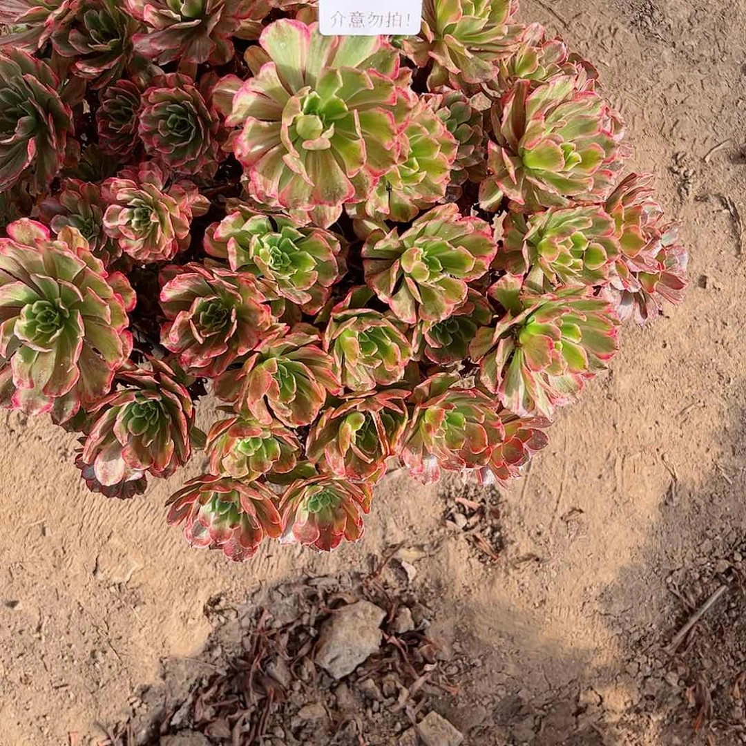 无花朵云*飘多肉植物129