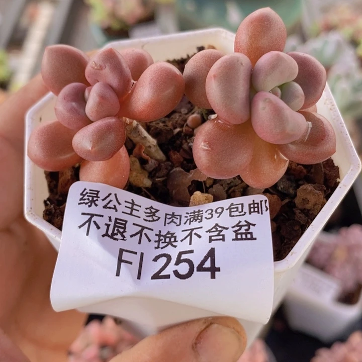 先锋派254多肉植物