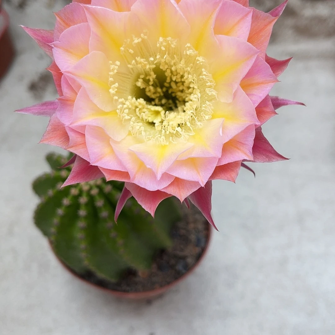 金刚83号6-7公分左右