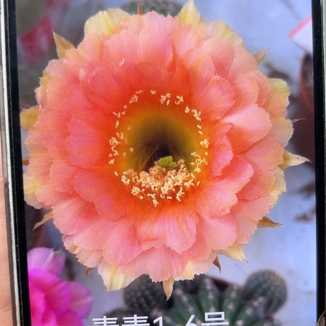 彩草1-6号6公分左右